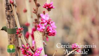 Cercis chinensis Avondale [upl. by Anin849]