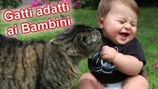 Le 10 Razze di GATTO più adatte ai BAMBINI [upl. by Godfree834]