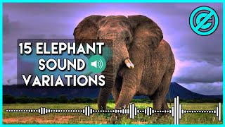 15 Elephant Sound Variations in 30 Seconds no copyright [upl. by Geis]