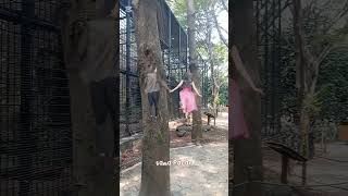 Kura Kura Besar ini nyata Ragunan Versi Mini ada di Jakarta faunaland ragunan vlogdaily [upl. by Enrique]