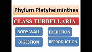 Class Turbellaria Body wallDigestionExcretion and Reproduction  Phylum Platyhelminthes [upl. by Fenelia]