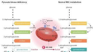 Introduction to Red Blood cell Enzymes and their Deficiency Disorders [upl. by Imak]