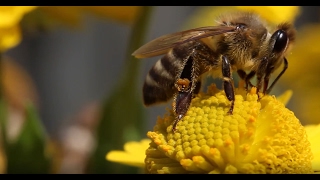 Pesticides Can Mess Up How Bees Fly [upl. by Enoyrt902]