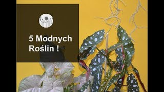 5 modnych ciekawych roślin domowych Jaką roślinę kupić cz1 [upl. by Stryker]