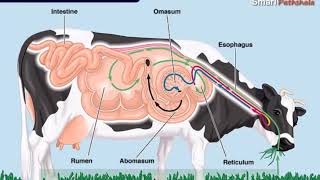 NCERT CBSE Class 7 Science Chapter 2 Nutrition in Animals Part 5 [upl. by Pirzada836]