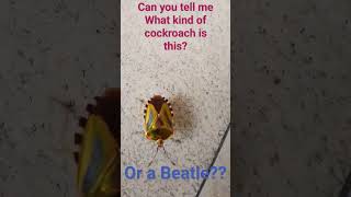 cockroach or Beatle shortvideo trivia shorts [upl. by Sacrod951]