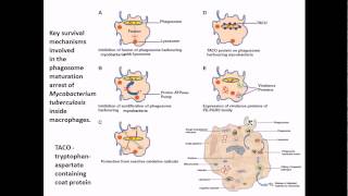 Mycobacterium tuberculosis infection and diseases [upl. by Trebma572]