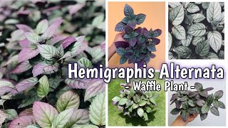 TANAMAN HIAS KEJIBELING  KECIBELING  hemigraphis alternata plant care [upl. by Jeramie952]