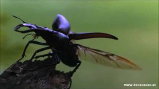 Hirschkäfer im Nationalpark DonauAuen  Lucanus cervus [upl. by Refotsirk739]