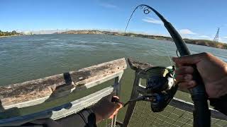 Pier Fishing Northern California White Sturgeon [upl. by Yenffad]