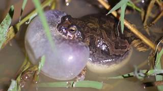 Anfíbios vocalizando  amphibians vocalizing [upl. by Drarrej]