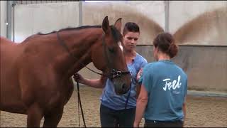 Klassieke Dressuur Grondwerk stap 1 slingeren langs de wand [upl. by Aneeles]