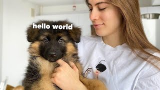 My New German Shepherd Puppy The First Week at Home [upl. by Nuris166]