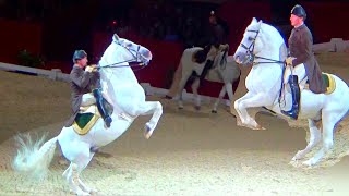 Spanish Riding School Vienna Lipizzaner Horse Performance London luna [upl. by Ahsatam736]