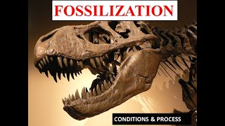 FossilizationConditions and Process Paleontology [upl. by Zonda]