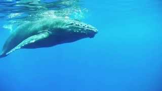 NA PALI RIDERS RAFT TOURS Humpback Whales Underwater Video Footage [upl. by Lertram]