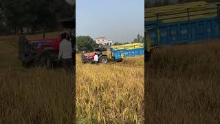 Fass gai trally sidhumoosewala jhonderee combine arjun farmer farming tractor holland [upl. by Beebe]