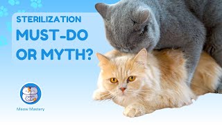 Will Sterilization Change Your Cat’s Personality 🐱🔍 Discover the Truth [upl. by Anastice]