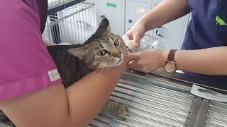 Cat journey to the vet for second time Exploratory Laparotomy Surgery OVARIAN REMANT SYNDROME [upl. by Tessie]