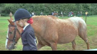 Horses amp Ponies  Junior Show Jumping  Poynton Show [upl. by Yraunaj870]