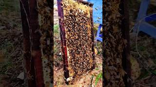 Dearth season make bee too aggressive I feed them honey frame beekeeping honey beekeeper [upl. by Naara396]