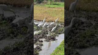 Bercocok tanam ditemani burung Bangaushorts short shortvideo [upl. by Nepil329]