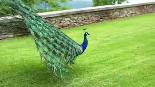 peacock enjoy rainy season with peacock dance [upl. by Sadowski]