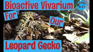 Leopard Gecko Bioactive Vivarium Build [upl. by Eiduam604]