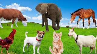 Familiar Animals  Dog Chicken Cat Goat Cow Horse  Animal Adventure [upl. by Tulley621]