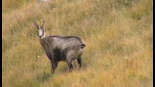 Chasse approche et tir au mouflon  hautes alpes  07 oct 2009 [upl. by Vinn119]