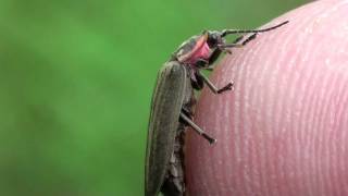 Ellychnia Fireflies Lampyridae Ellychnia corrusca Mating [upl. by Draillih]