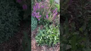 Perennial Salvia  Maintenance Tutorial [upl. by Normy]