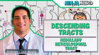 Neurology  Descending Tracts Medullary Reticulospinal Tract [upl. by Aihsat511]