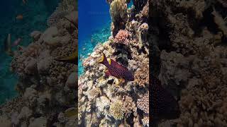 Yellow edge lyretail fish 🐟 Red Sea 🌊 Coral reef 🪸 Egypt 🇪🇬 fish underwater dji DJI [upl. by Griz]