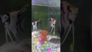 BEAUTIFUL ANGELFISH angelfish viralshort youtubeshorts [upl. by Coplin23]