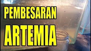 VIDEO PERKEMBANGAN PEMBESARAN ARTEMIA [upl. by Fredelia]