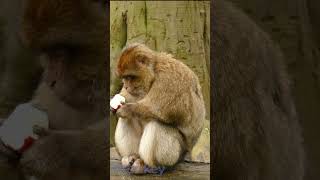 The Monkey 0001 animals [upl. by Alrich]