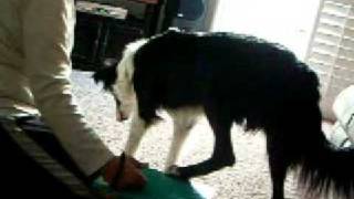 Dog learns to lift his hind leg on cue [upl. by Enyrb]