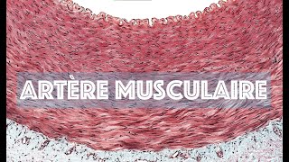 LARTERE MUSCULAIRE  HISTOLOGIE [upl. by Lorianne]