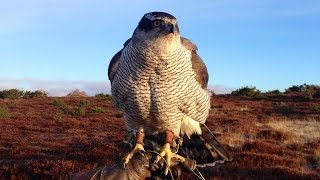 Goshawks  hunting pheasants in Angus Scotland [upl. by Grassi]