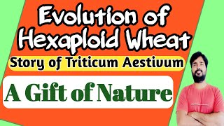 Evolution of Hexaploid wheat  Triticum Aestivum  Plant Breeding  How Hexaploid Wheat developed [upl. by Ahseela]