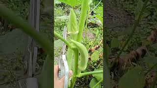 Harvesting okra 1411 enjoy rural life gardening amp nature rurallife gardening nature [upl. by Hedy552]