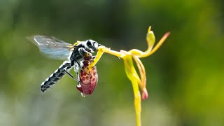 Sneaky Orchid Tricks a Wasp  The Green Planet  BBC Earth [upl. by Neraa]