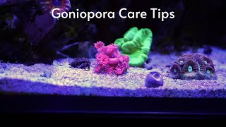 Goniopora Care Tips [upl. by Eivla]