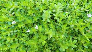 Bacopa monnieri Brahmi plant video [upl. by Eremaj]