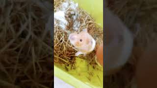 Mon hamster a fini de hiberner [upl. by Berke]