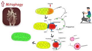 AUTOPHAGY EXPLAINED How EXERCISE FIGHTS AGING Liver health benefits explained [upl. by Saile]