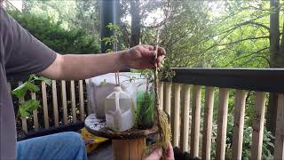 How to easily propagate forsythia plants from cuttings [upl. by Inalawi]