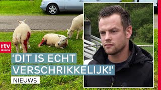 Schapen aangevallen in Amen amp pomphouders krijgen het moeilijk  Drenthe Nu [upl. by Nora]