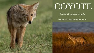 Coyotes  November 2024  4K [upl. by Llerrem221]